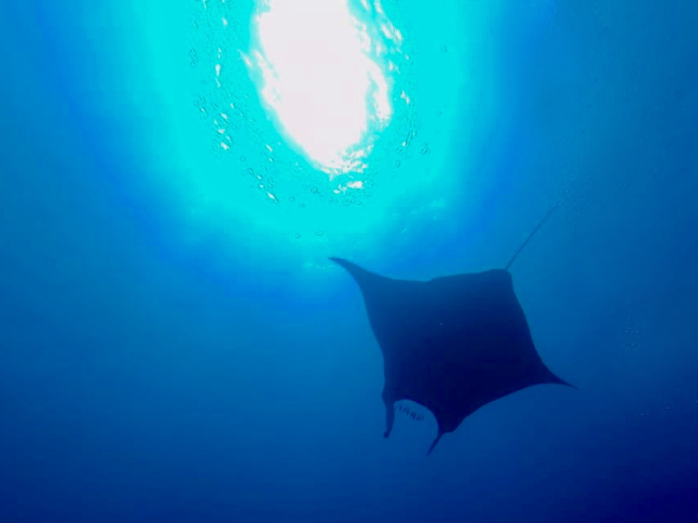 Manta Rochen