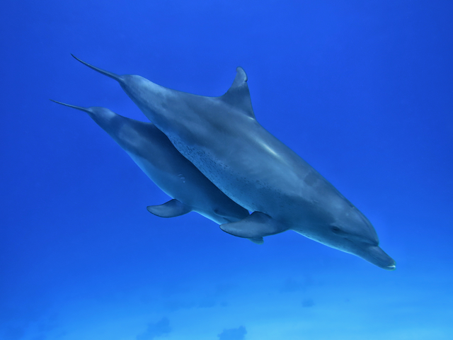 Tauchen-mit-Delfinen