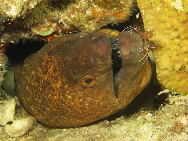 Bruuns-Partnergarnele