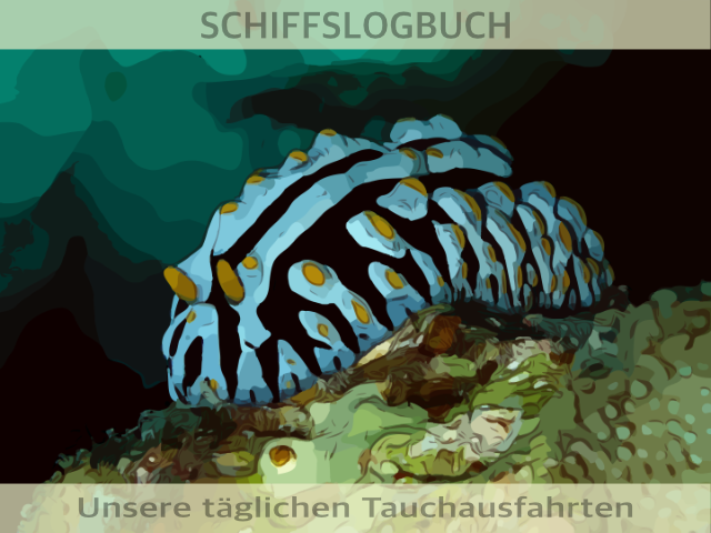 Schnecke