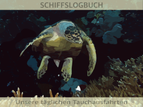 Schildkroete