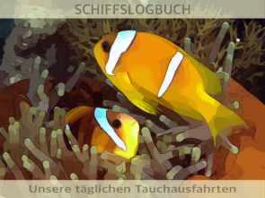 Anemonenfische