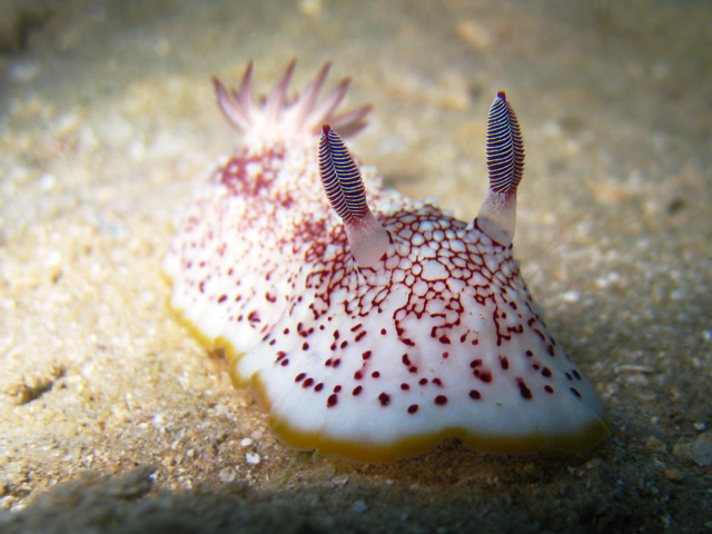 Nacktschnecke