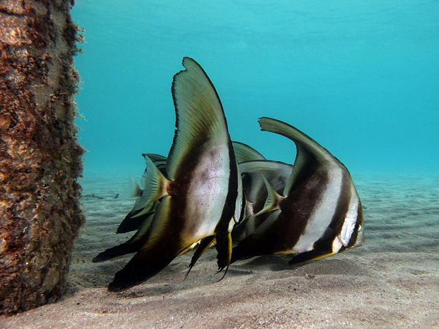 Batfish