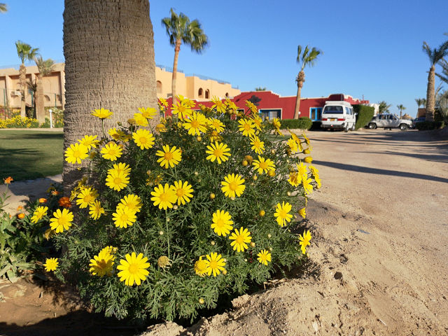 Fruehling-Hurghada