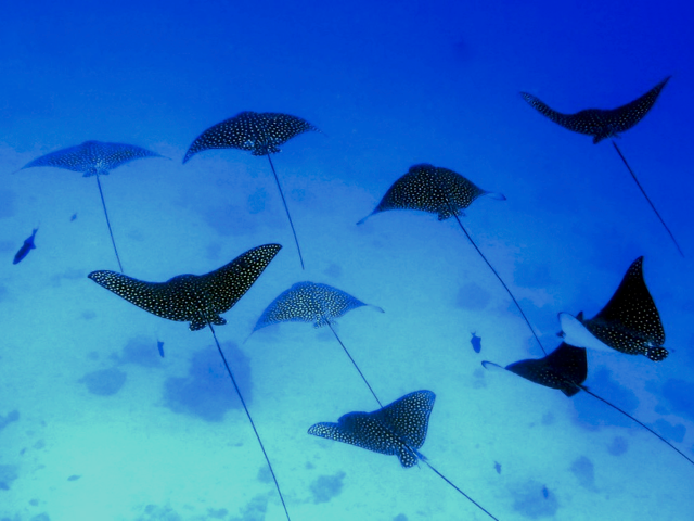 Eagle Rays
