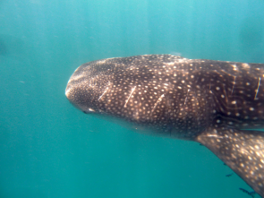 Whale Shark