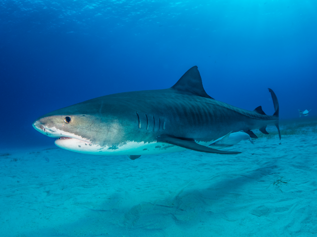Tiger-Shark