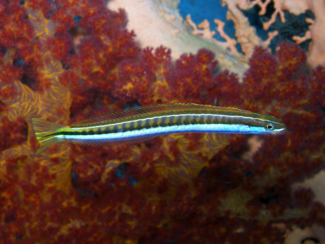 Falscher-Putzerfisch