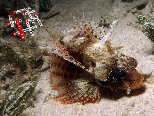 Kurzflossen-Zwergfeuerfisch