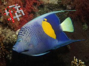 Arabischer-Kaiserfisch