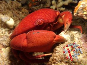 Rote-Steinkrabbe