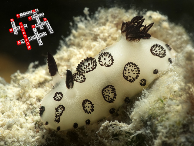 Trauer-Sternschnecke