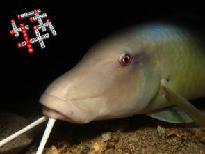 Gelbsattel-Meerbarbe