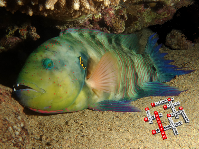 Besenschwanz-Prachtlippfisch