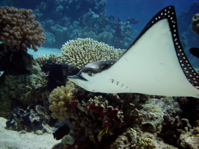 Eagle-Ray