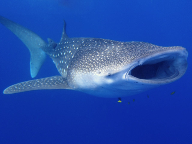 Whaleshark