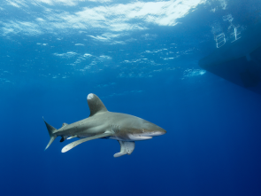 Weiss Spitzenhochseehai