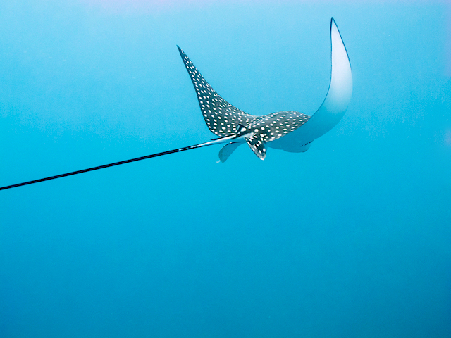 Eagle-Ray