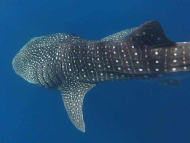 Whale-Shark-Hurghada