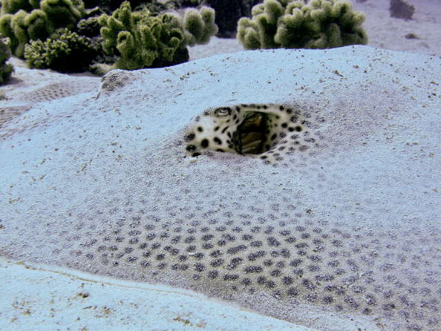 Stingray