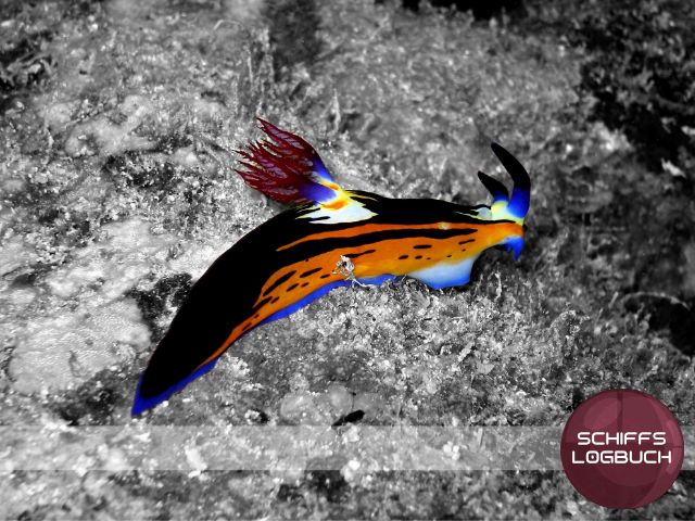 Rotmeer-Sternschnecke-Nembrotha