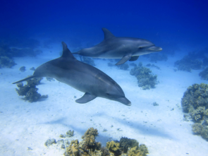 Dolphins-Hurghada