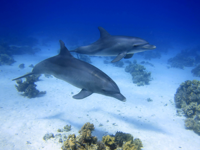 Dolphins-Hurghada