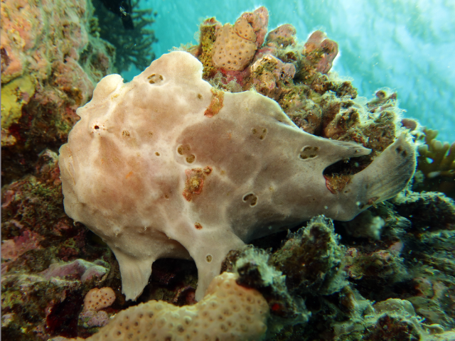 Frogfish-Red-Sea