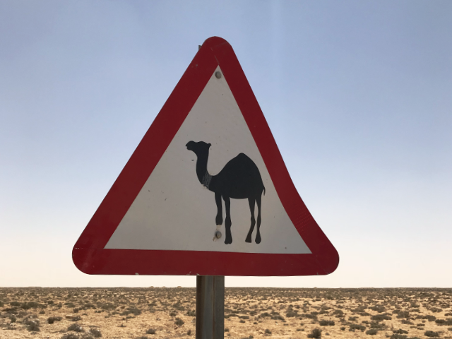 Achtung-Kamele