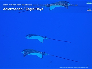 Rotes-Meer-Adlerrochen