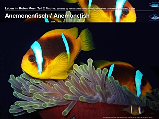 Anemonenfische
