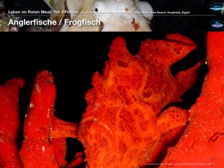 Anglerfisch