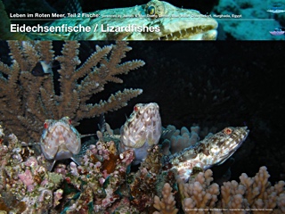 Eidechsenfisch