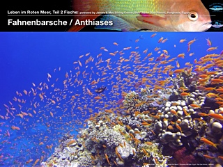 Fahnenbarsch
