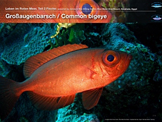 Grossaugenbarsche