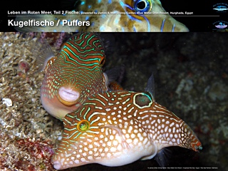 Kugelfisch