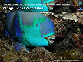 Papageifisch
