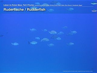 Ruderfisch