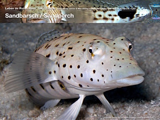 Sandbarsche