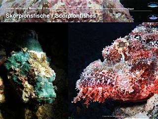 Skorpionfisch