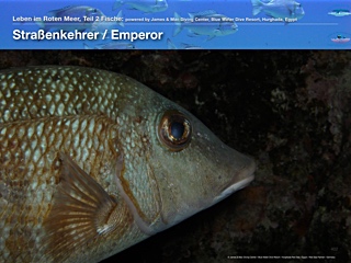 Straßenkehrerfische