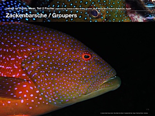 Zackenbarsch